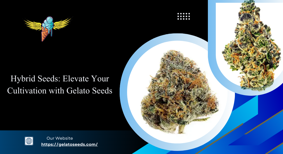 best hybrid cannabis seeds