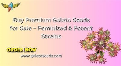 Premium Gelato Seeds for Sale