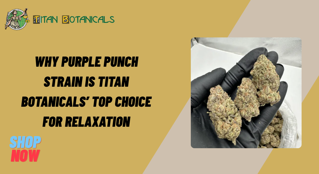 Purple Punch Strain