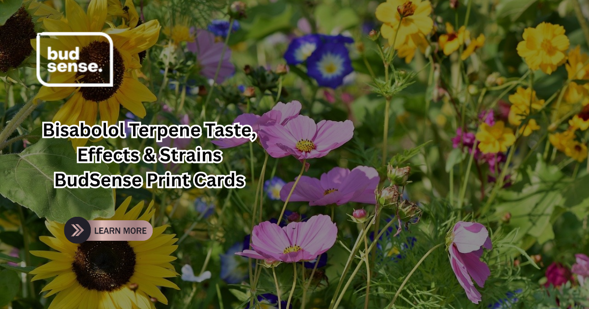 bisabolol terpene taste