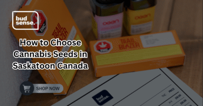 cannabis seeds saskatoon