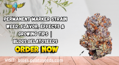 Permanent Marker Strain Weed