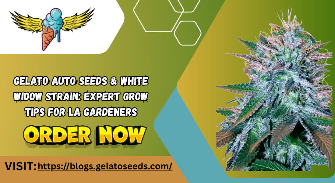 gelato auto seeds