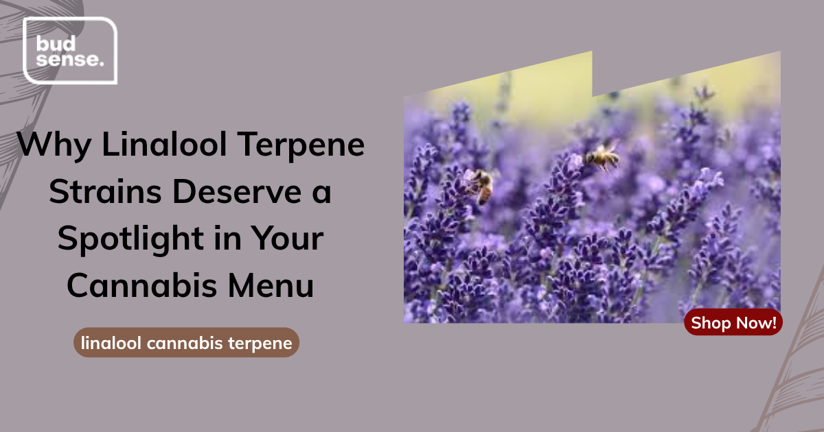 Why Linalool Terpene Strains Deserve a Spotlight in Your Cannabis Menu